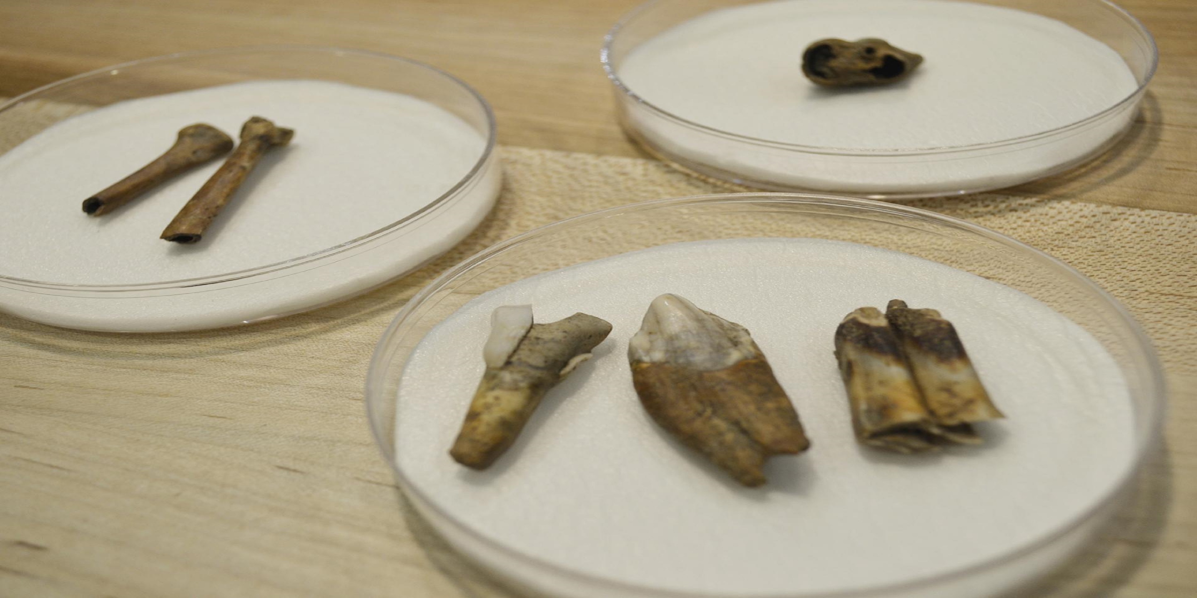 Artifacts from the City's civic collection